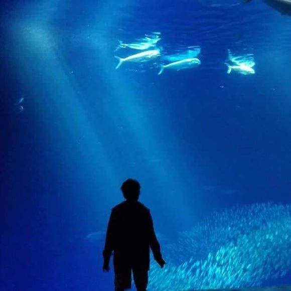 Meet your Posher, Samantha - Picture 1 of 1